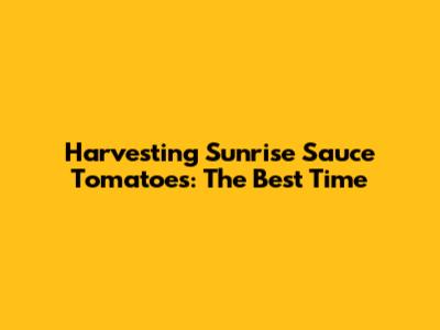 Harvesting Sunrise Sauce Tomatoes: The Best Time
