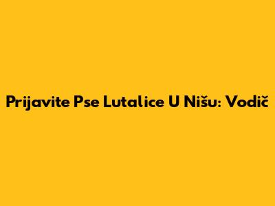 Prijavite Pse Lutalice U Nišu: Vodič