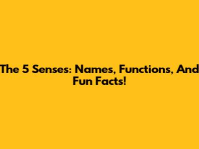 The 5 Senses: Names, Functions, And Fun Facts!